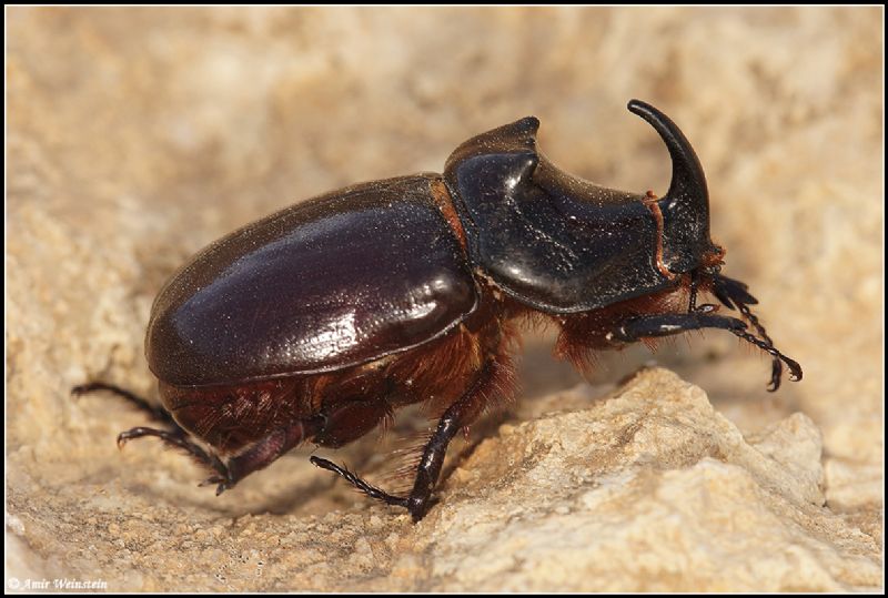 Scarabaeidae d''Israele - Oryctes nasicornis ssp. kuntzeni